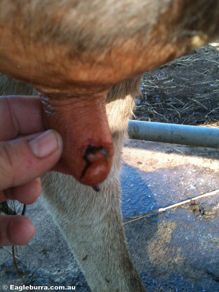 Cow teat canal prolapse injury