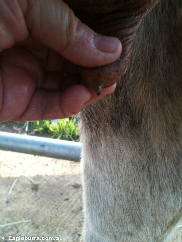 Cow teat canal prolapse injury