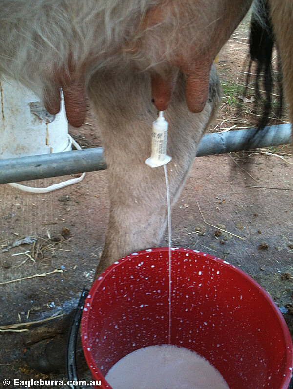 Cow teat canal prolapse injury