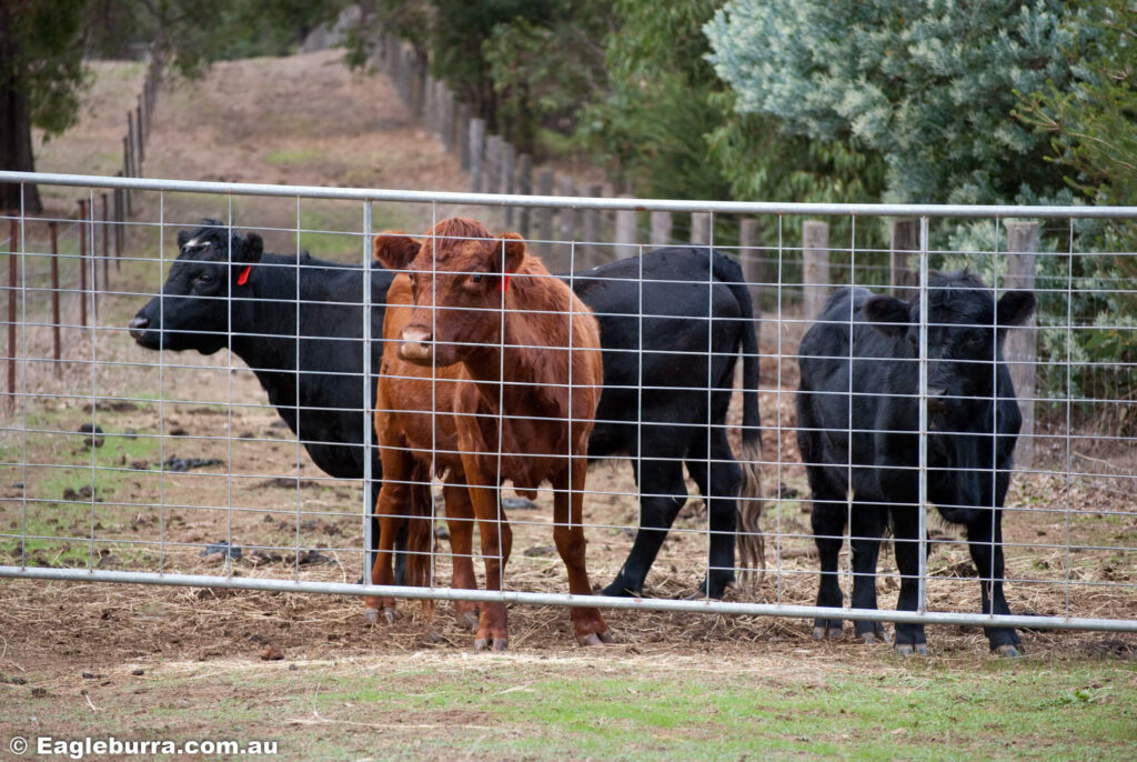 The Dexters: Matilda, Charlotte and T-Bone