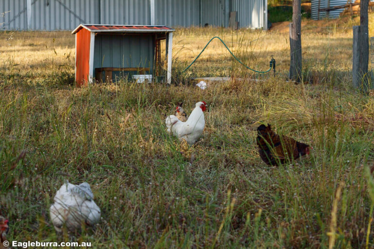 Chickens on the farm