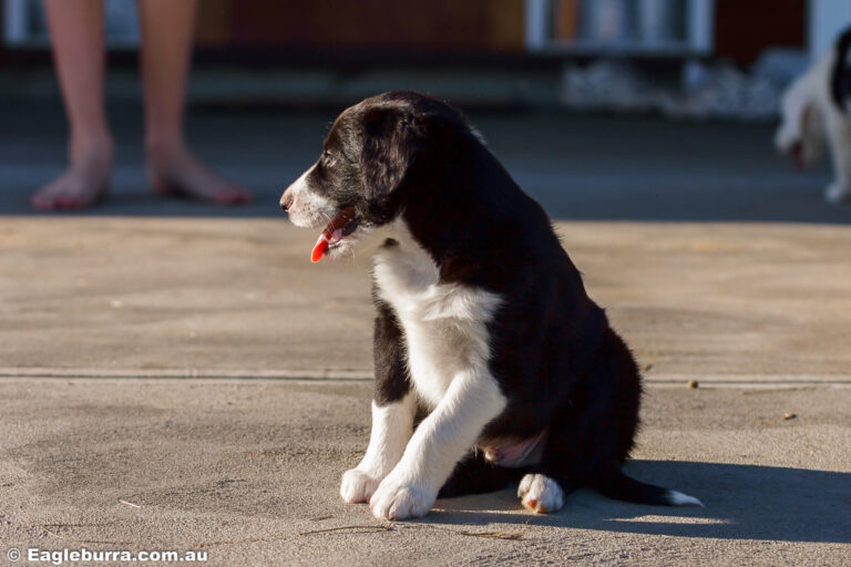 Puppy Border Collie - Bolt