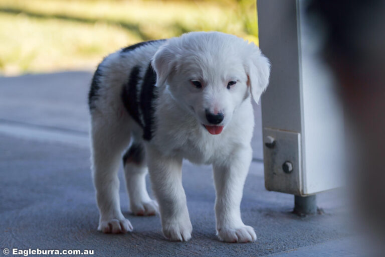 Puppy Border Collie - Zeke