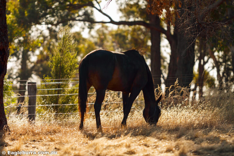 Our Horses