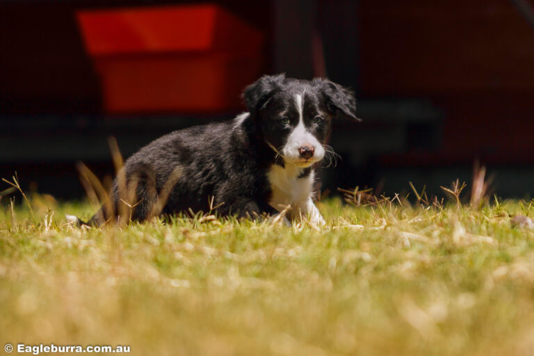 Border Collie Puppy - Bolt