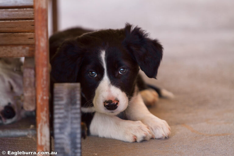 Border Collie Puppy - Bolt