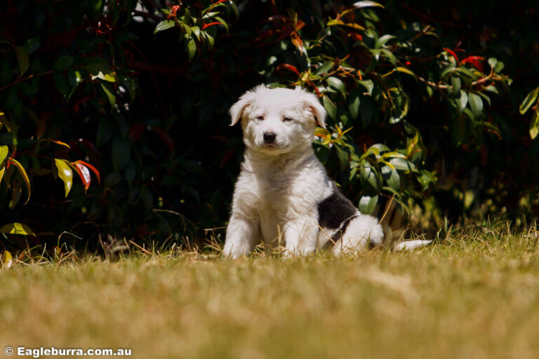 Border Collie Puppy - Zeke