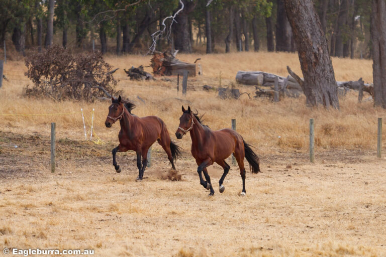 Horses on the run in the paddock