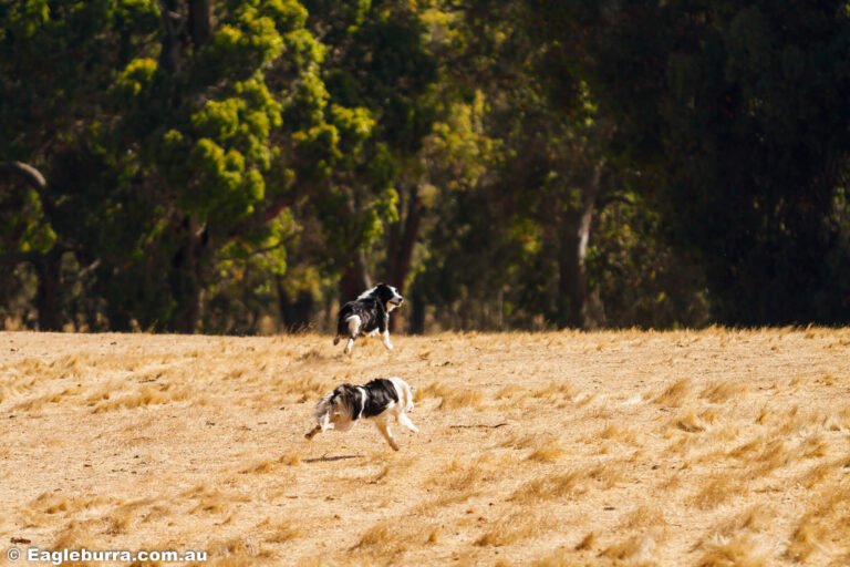 Border Collies running in the paddock