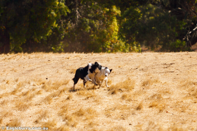 Border Collies running in the paddock