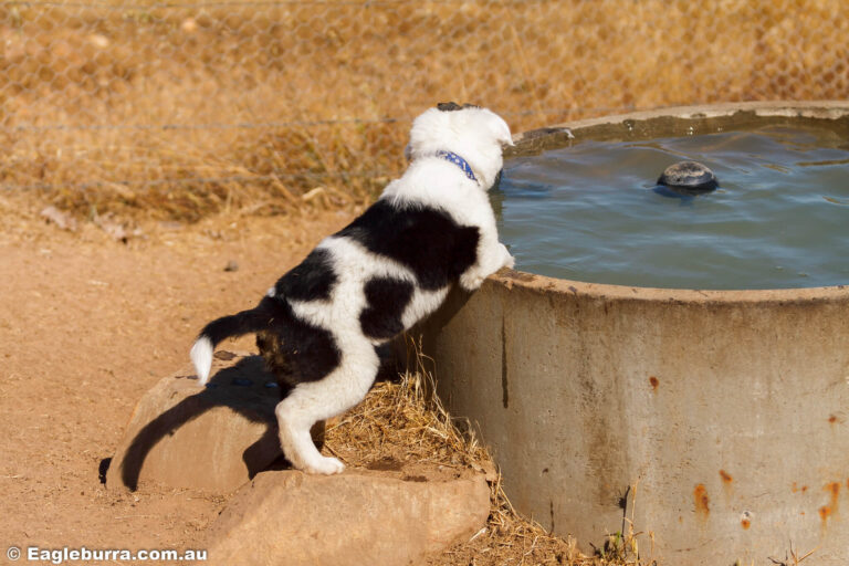 Border Collie Puppy pool
