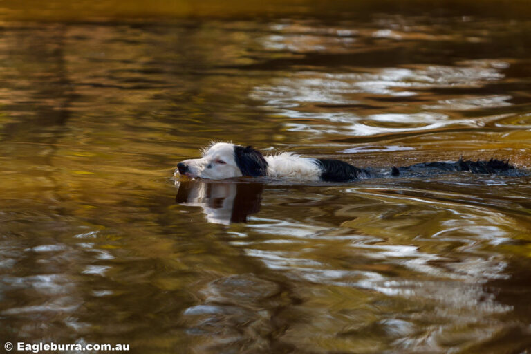 Border Collie swimming in the dam