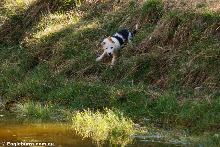 Border Collies playing in the dam