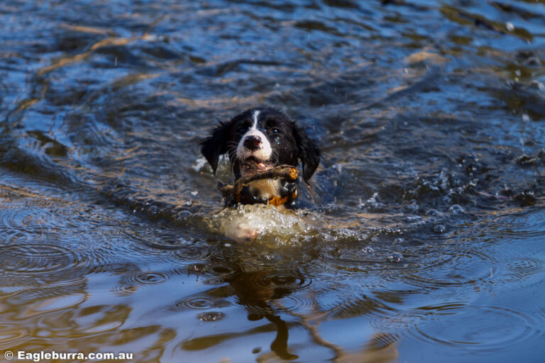 Border Collie Bolt playing in the dam