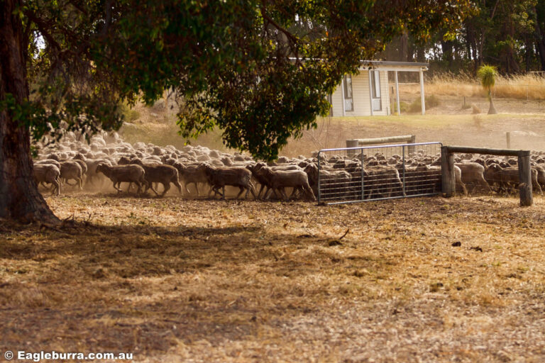 Neighbours Sheep in the dry