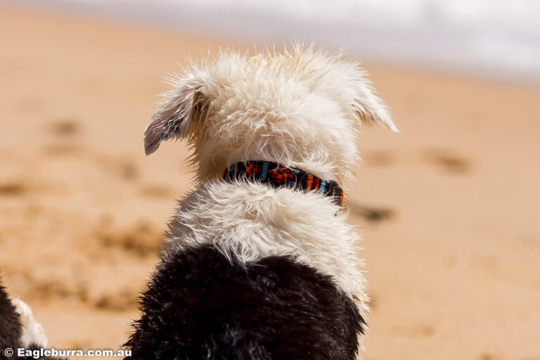 Cold and wet beach puppy
