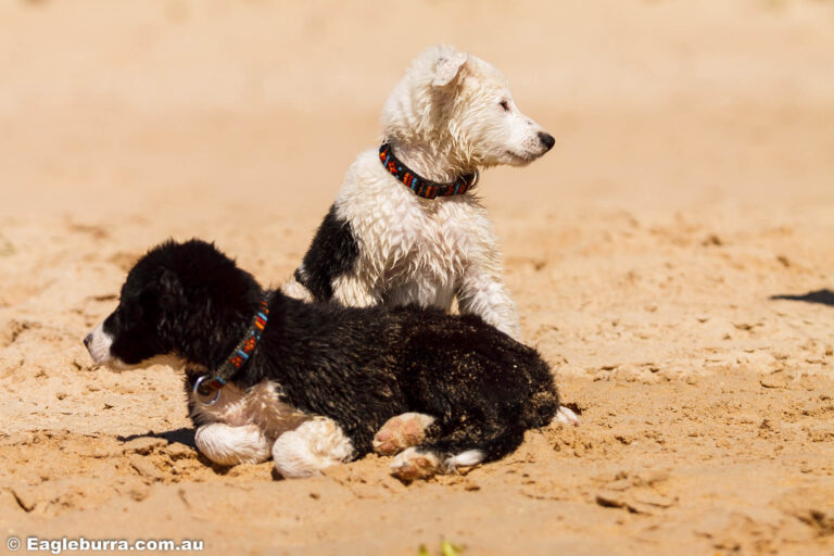 Wet puppies on the beach sand