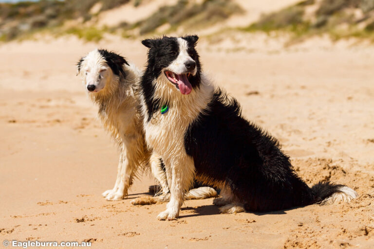 Taj and Trinny enjoyed their day at the beach.