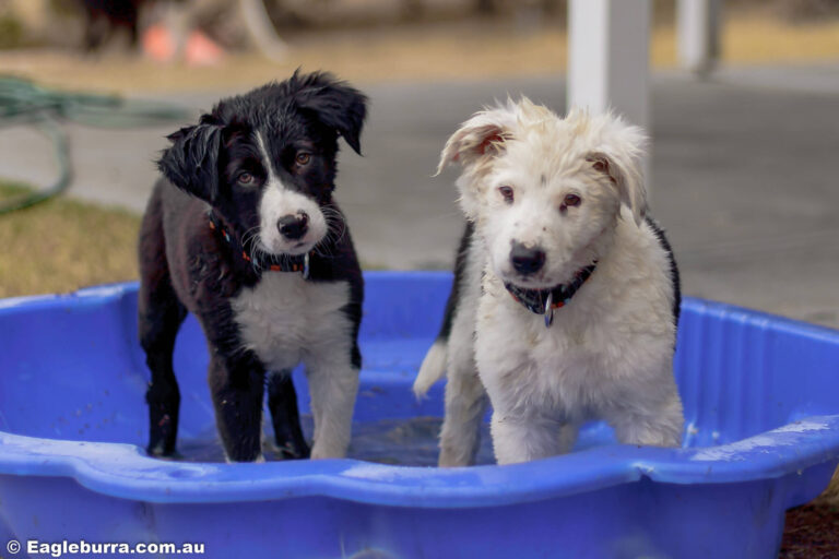 Bolt and Zeke playing in the kiddy pool