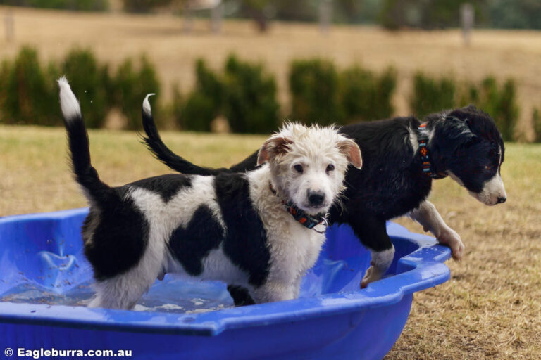 Bolt and Zeke playing in the kiddy pool