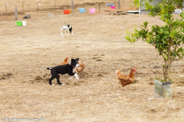 Puppies and Chickens