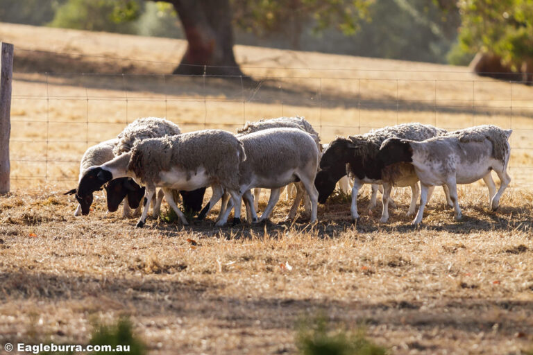 Dorper Sheep on the farm