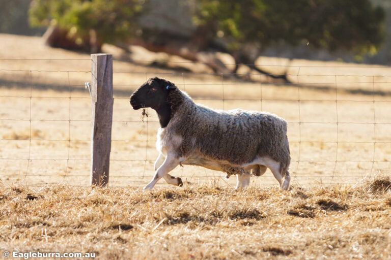 Dorper Sheep on the farm