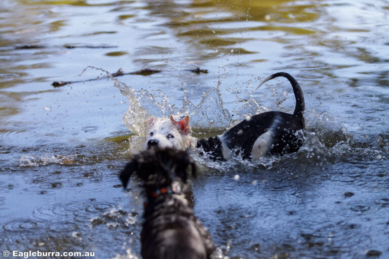 Zeke and Bitey playing in the winter dam