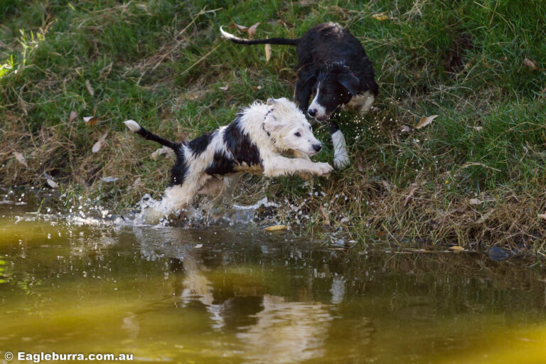 Zeke and Bitey playing in the winter dam