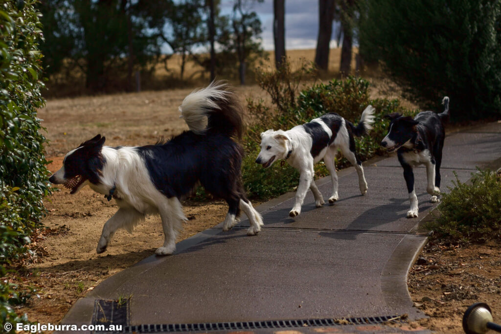 3 border collies on a path