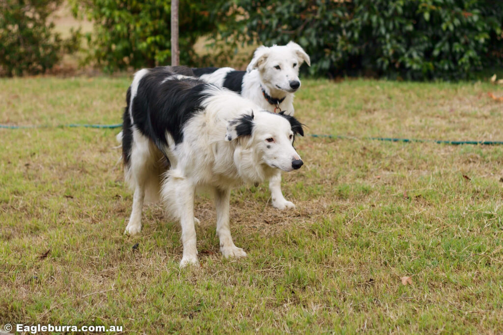 Border collies Trinny and Zeke