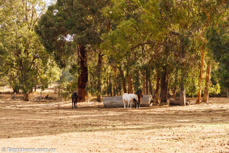 Horses out on the paddock