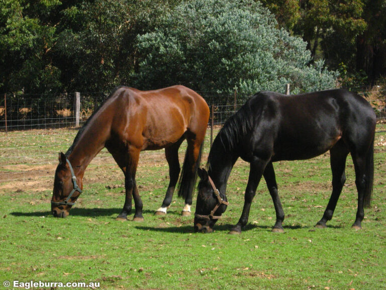 Horses enjoying the green grass