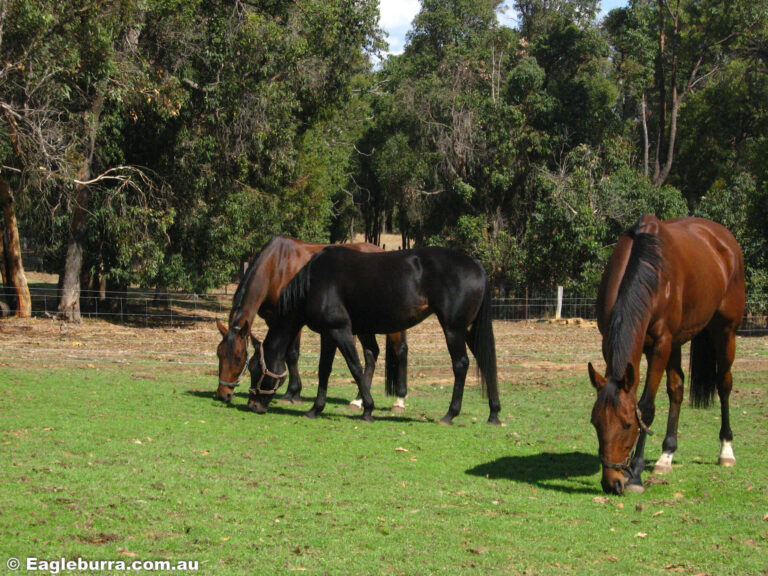 Horses enjoying the green grass