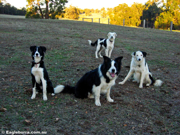 Our Border Collies
