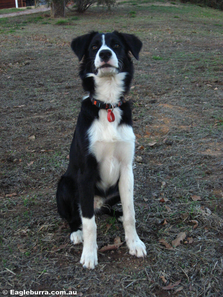 Bitey Bolt Border Collie