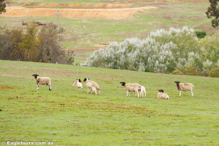 Dorper sheep on the green grass