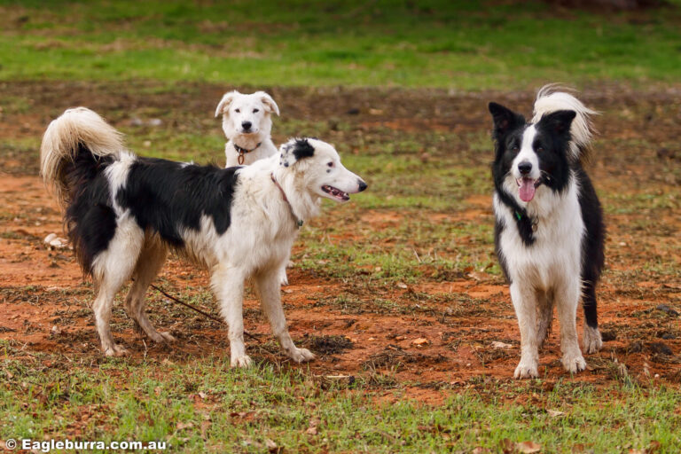 3 border collies