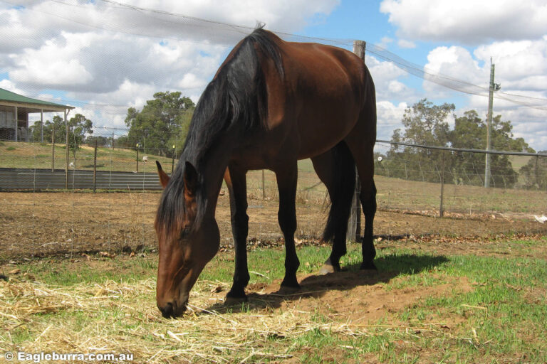 Horse enjoying the green grass