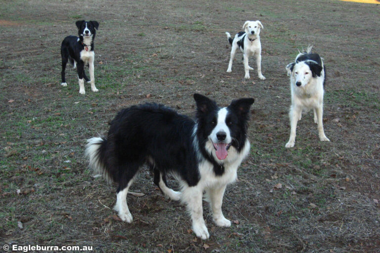 Our Border Collies
