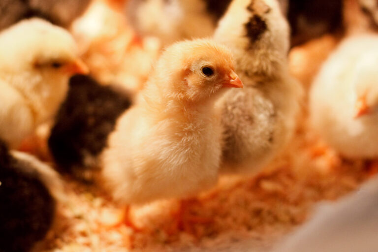 Baby Chickens and the importance of healthy breeding stock