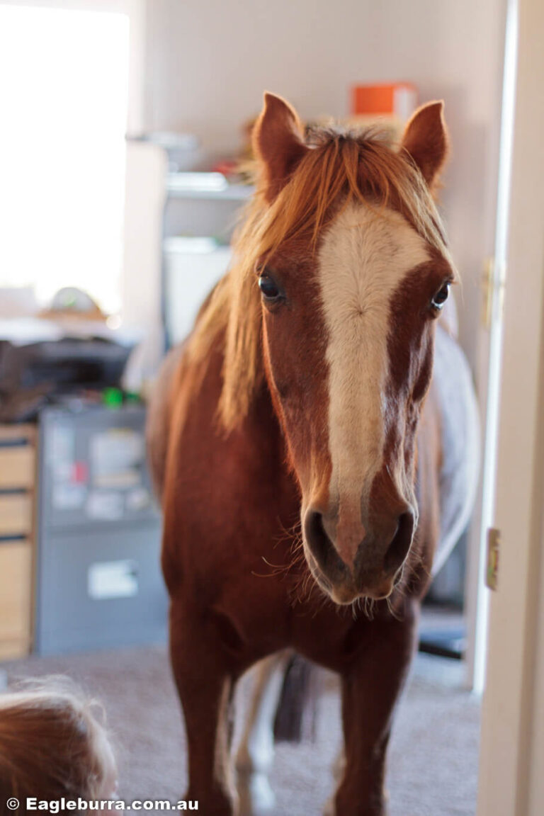 Raj Pony in the office