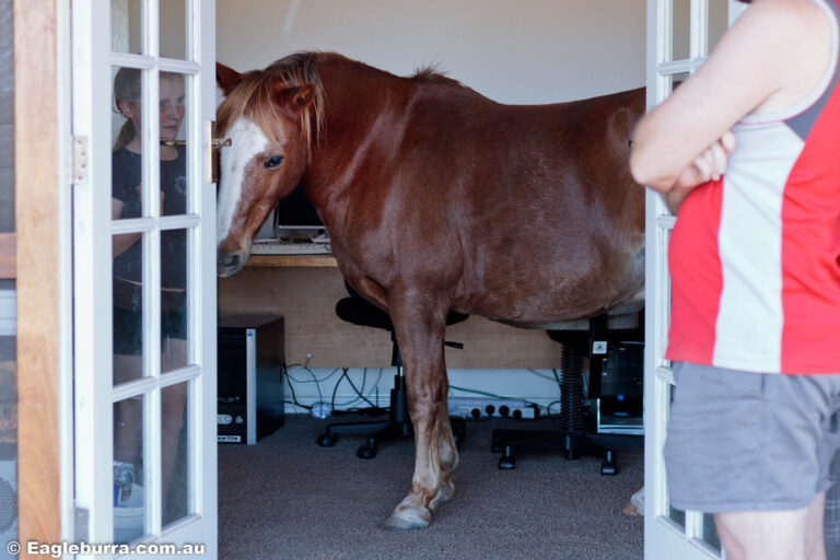 Raj Pony in the office