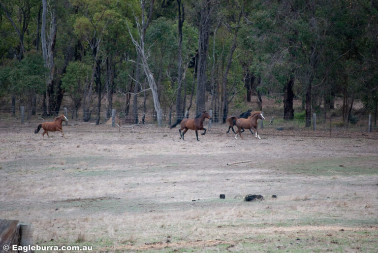 Horses