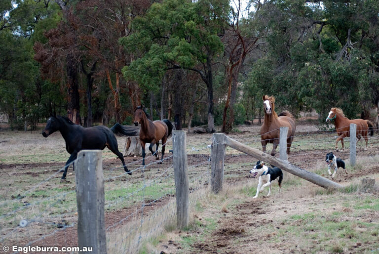 Horses and Border Collies