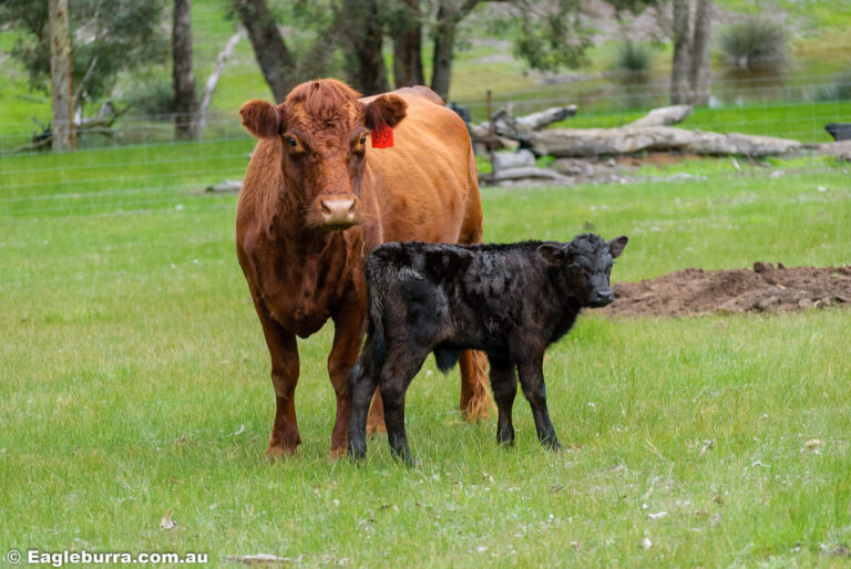 Charlotte and her calf