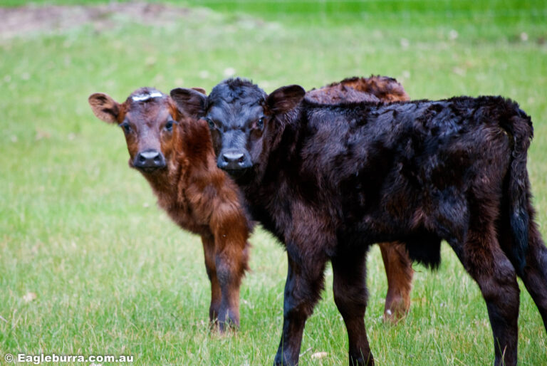 2 little calves
