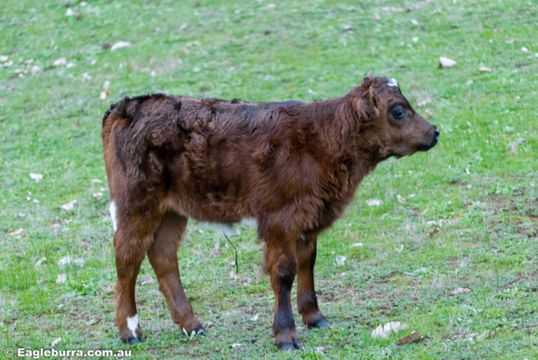 Little calf Madonna