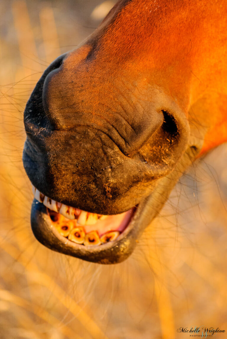 Cheeky horse grin