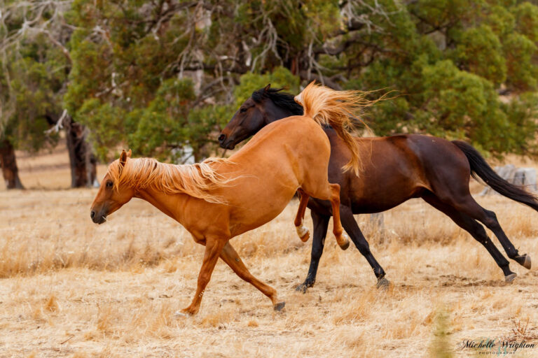 Horses